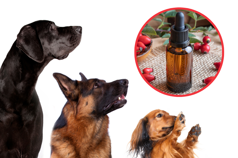 Rosehip Oil For Dogs