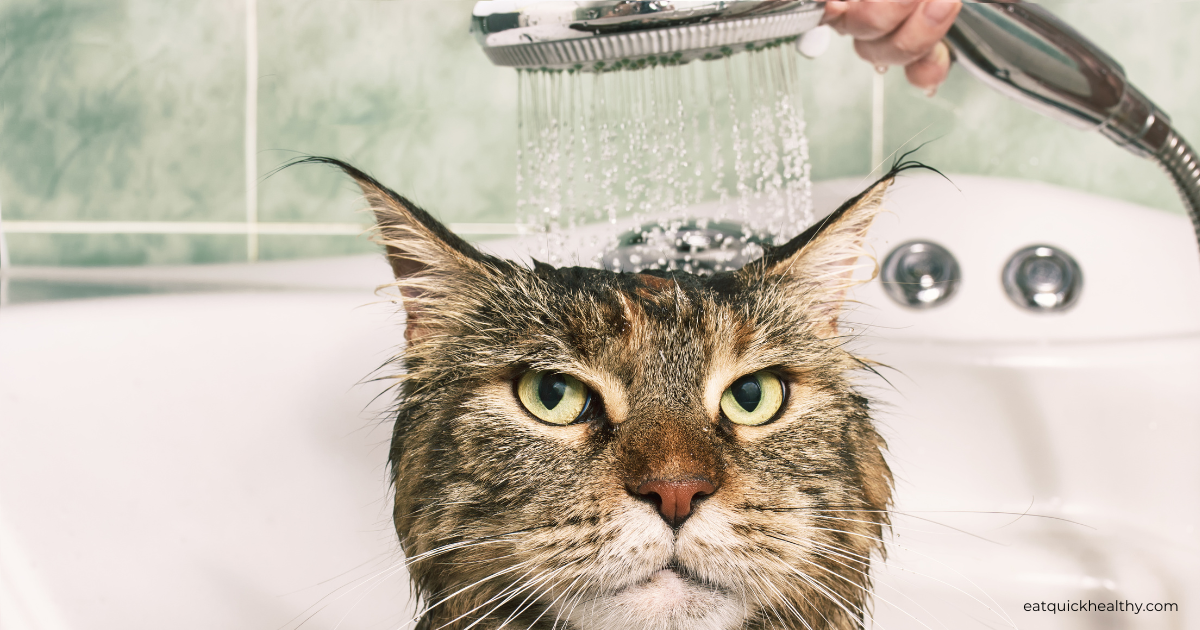 Do You Need To Bathe Your Cat?